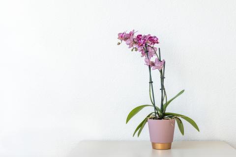 bloemen